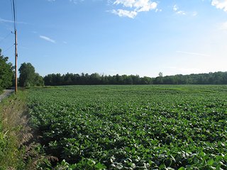 Property photo 17 - 80+/- Acres Land Auction offered in 5 Tracts